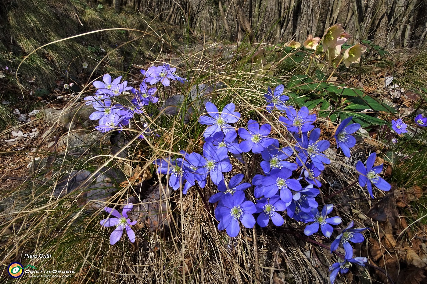 22 Erba trinita (Hepatica nobilis).JPG